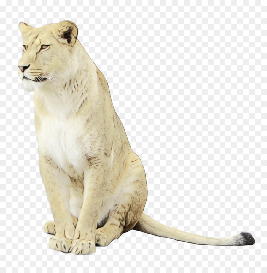 East African Lion，Iconos De Equipo PNG