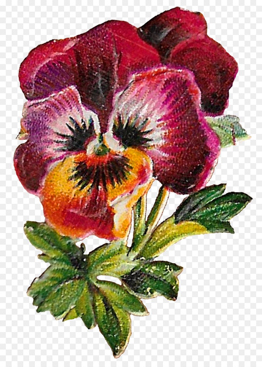 Pansy，Flor PNG