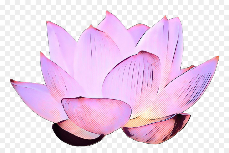 Loto Rosa，Floración PNG