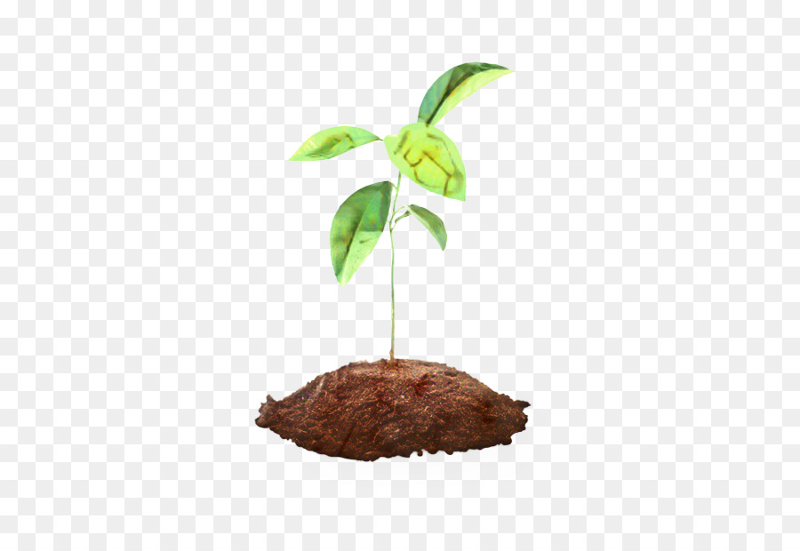 Hoja，Árbol PNG