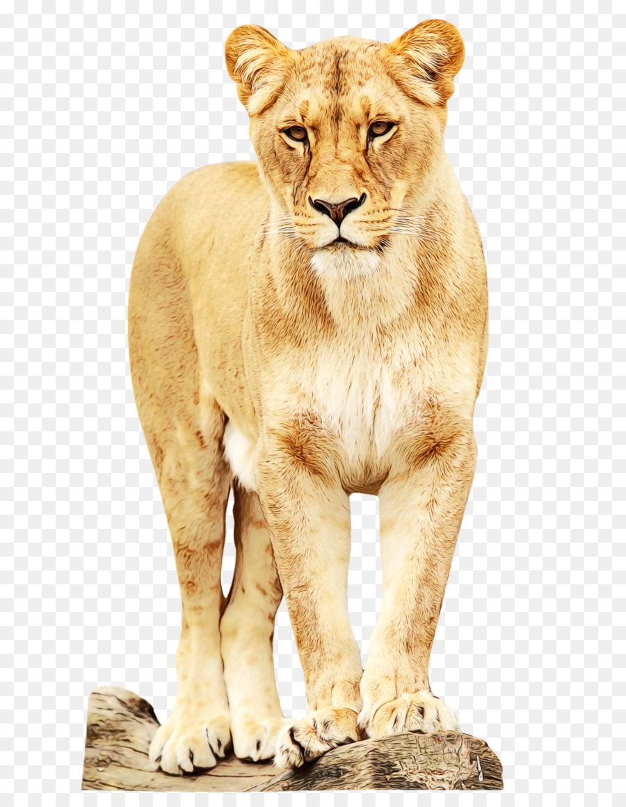 East African Lion，Zoológico PNG