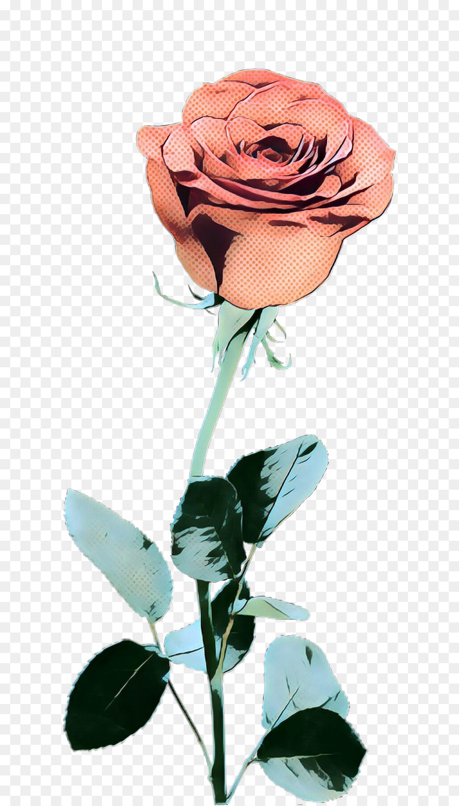 Rosa Rosa，Florecer PNG