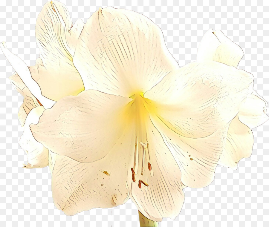 Las Flores Cortadas，La Polilla De Las Orquídeas PNG