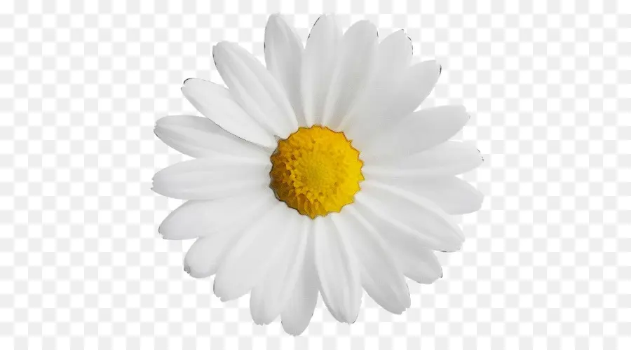 Común Daisy，Margarita PNG