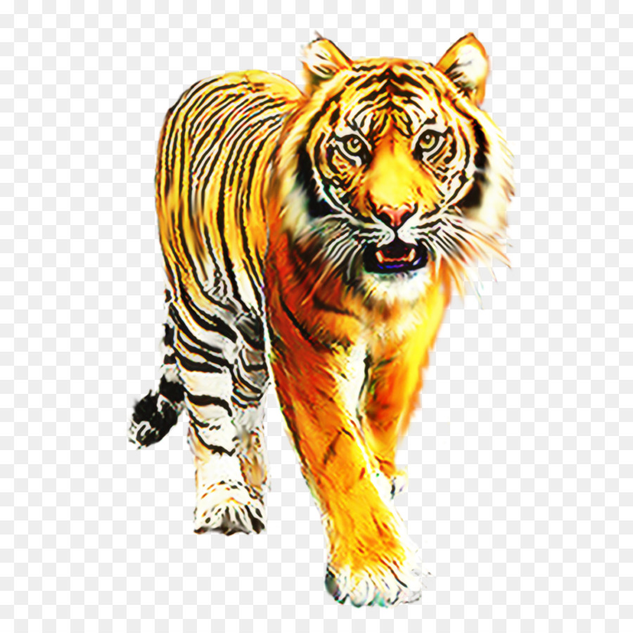 Tigre，Gato PNG