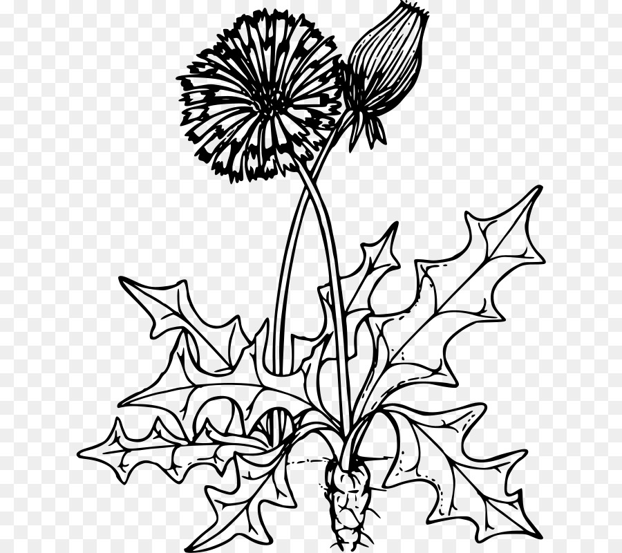 Dibujo De Flores，Hojas PNG