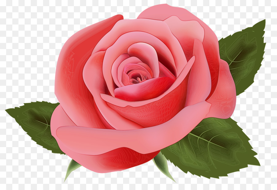 Rosa，Flor PNG