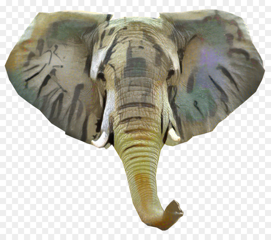 Elefante Indio，El Elefante Africano PNG