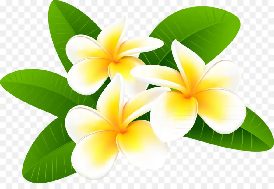 Dibujo，Frangipani PNG