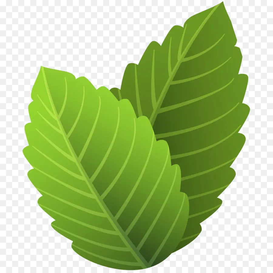 Hoja Verde，Planta PNG