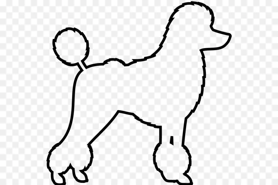 Caniche，Perro PNG