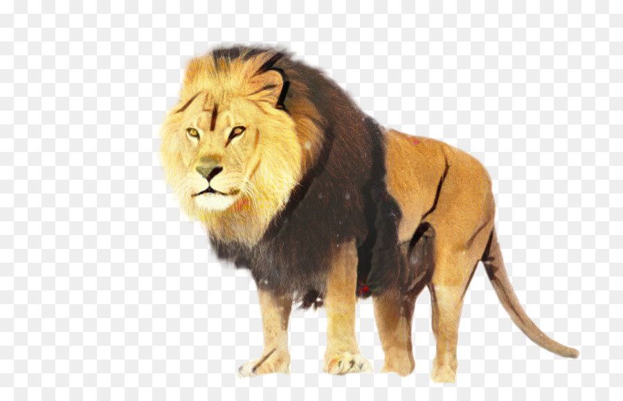 León，Fondo De Escritorio PNG