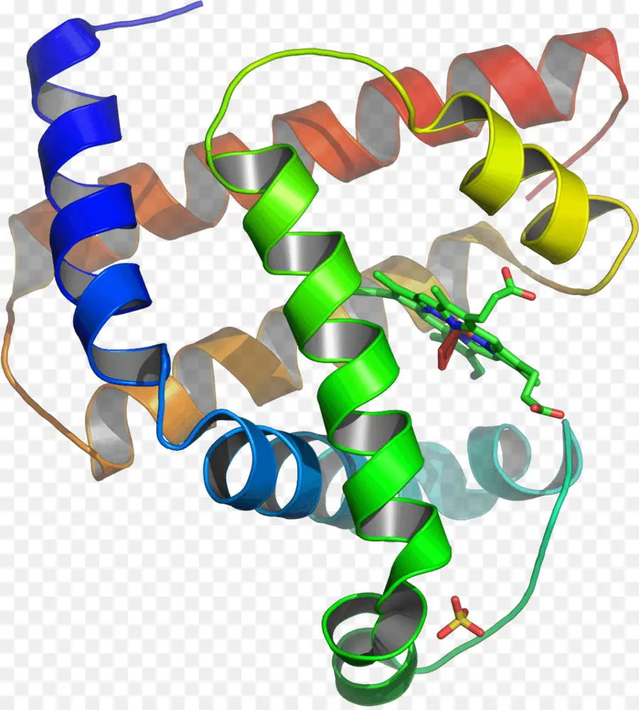La Proteína，La Estructura Terciaria De La Proteína PNG