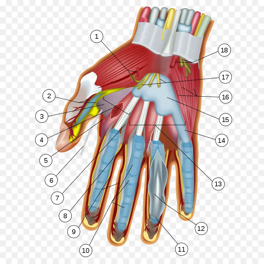 Anatomía De La Mano，Musculatura PNG