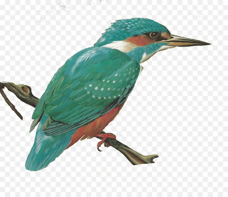 Martín Pescador Común，Aves PNG