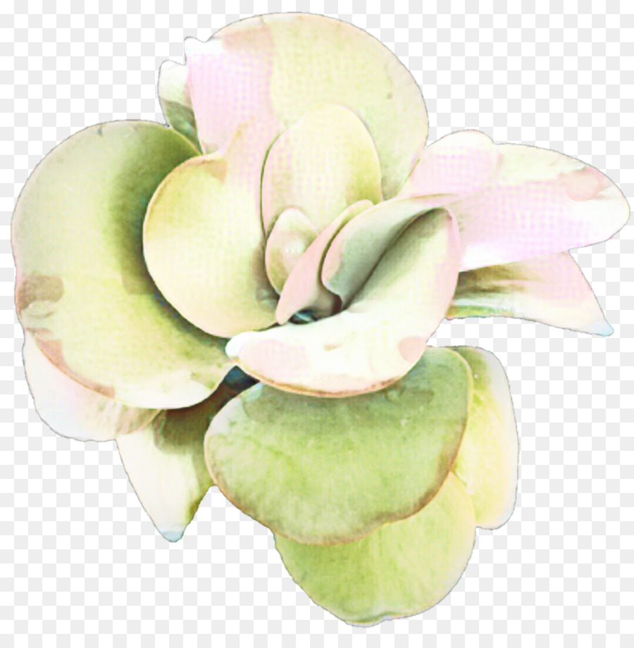 Flor，Magnolia PNG