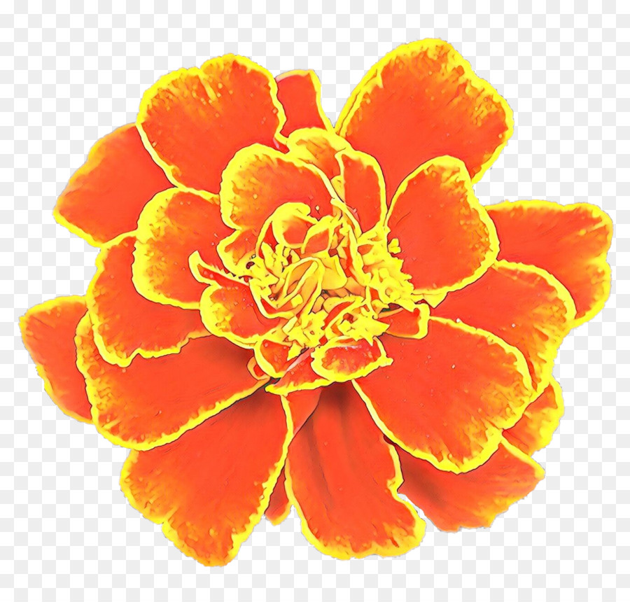 Clavel Naranja，Florecer PNG