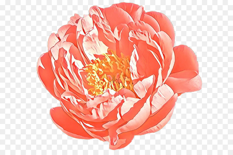 Flor Rosa，Florecer PNG