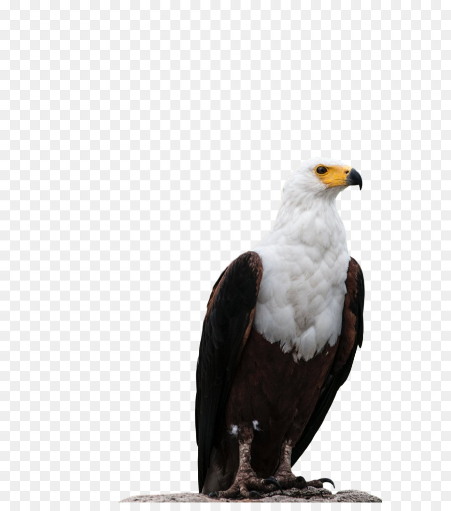 águila Calva，águila PNG