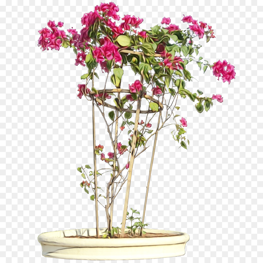 Bougainvillea Glabra，Arbusto PNG