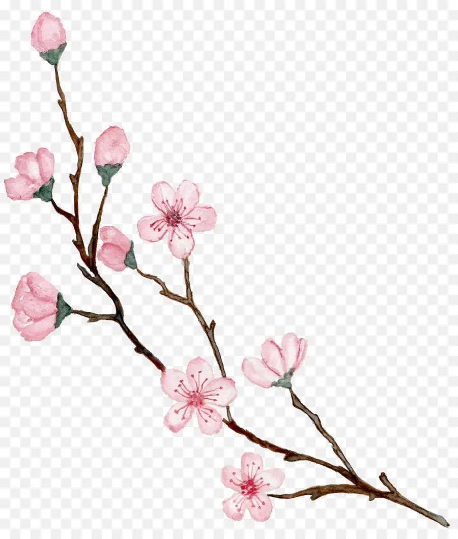 De Los Cerezos En Flor，Flor PNG