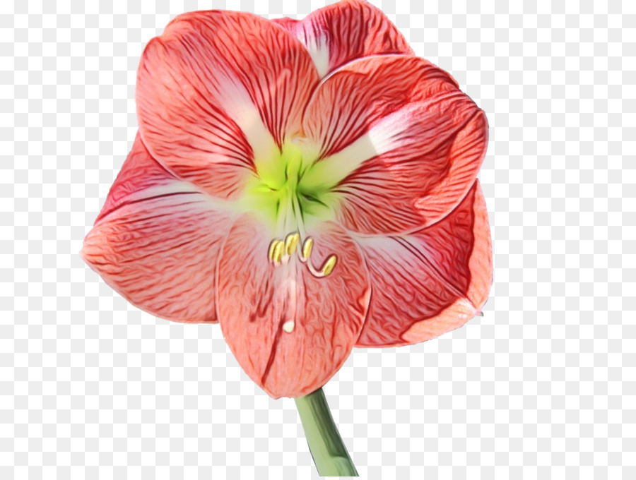 Amarilis，Jersey Lily PNG