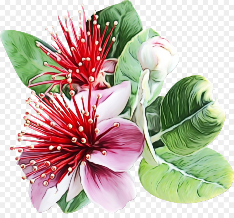 Flor，Acca Sellowiana PNG