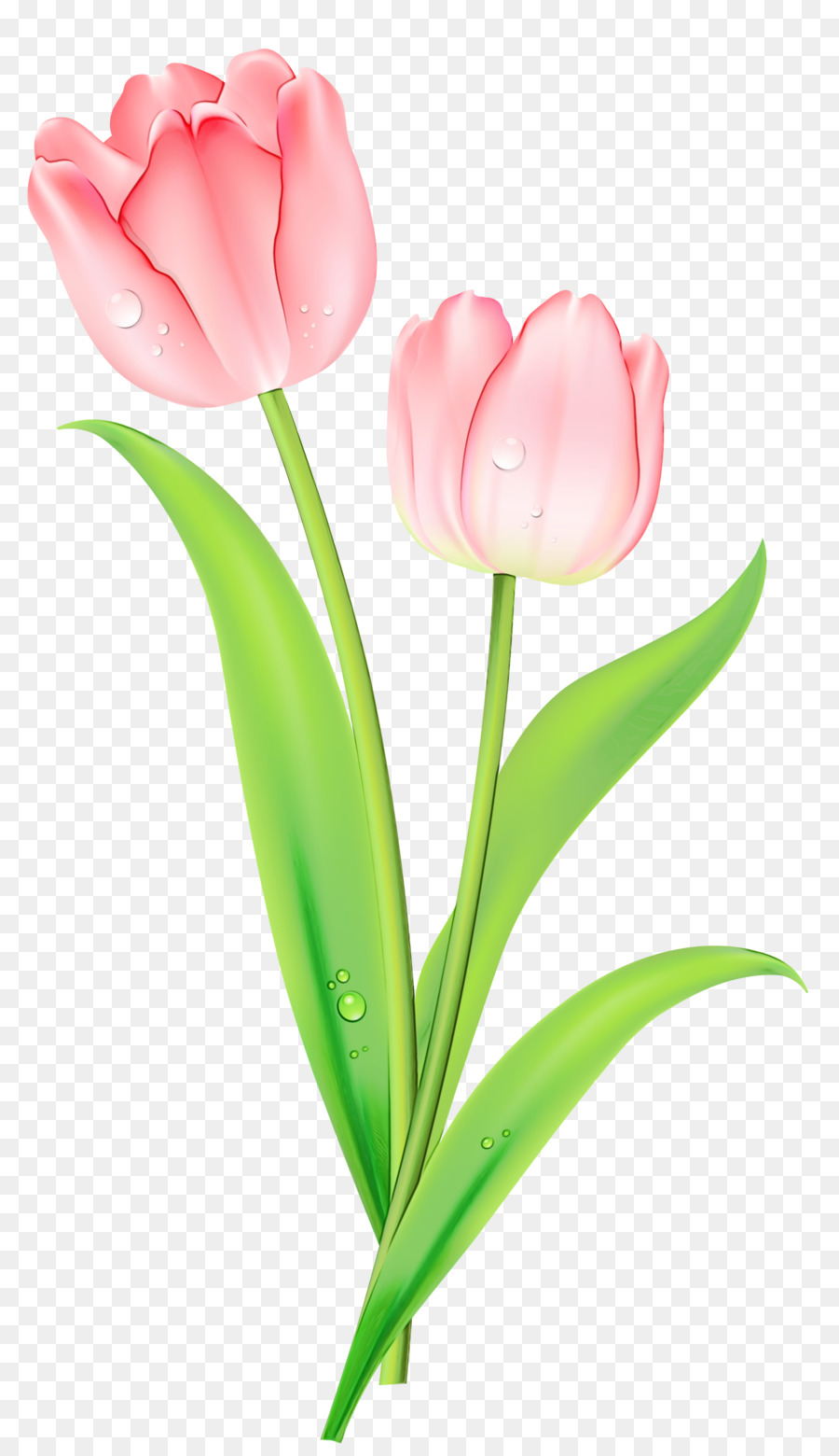 Tulipanes Blancos，Florecer PNG