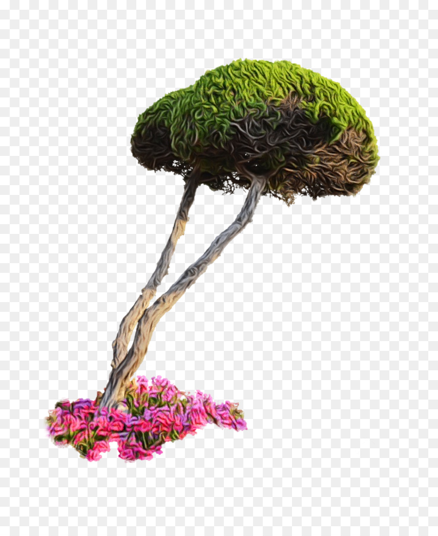 Maceta，Planta De Interior PNG