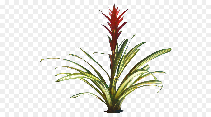 Guzmania，La Floración De La Planta PNG