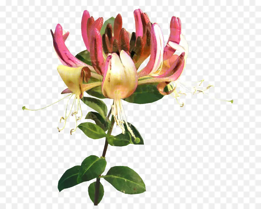 Flor Rosa，Florecer PNG