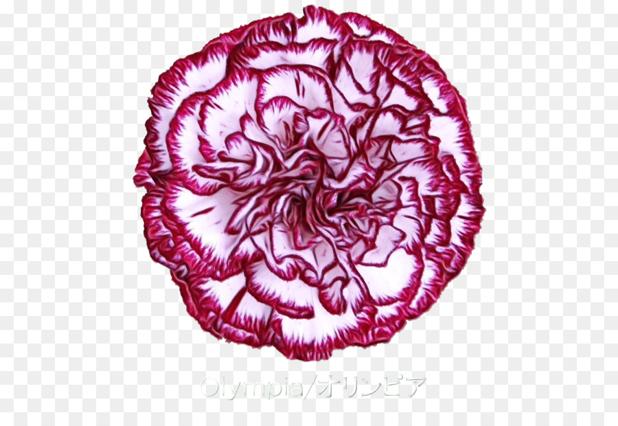 Clavel，Flor PNG