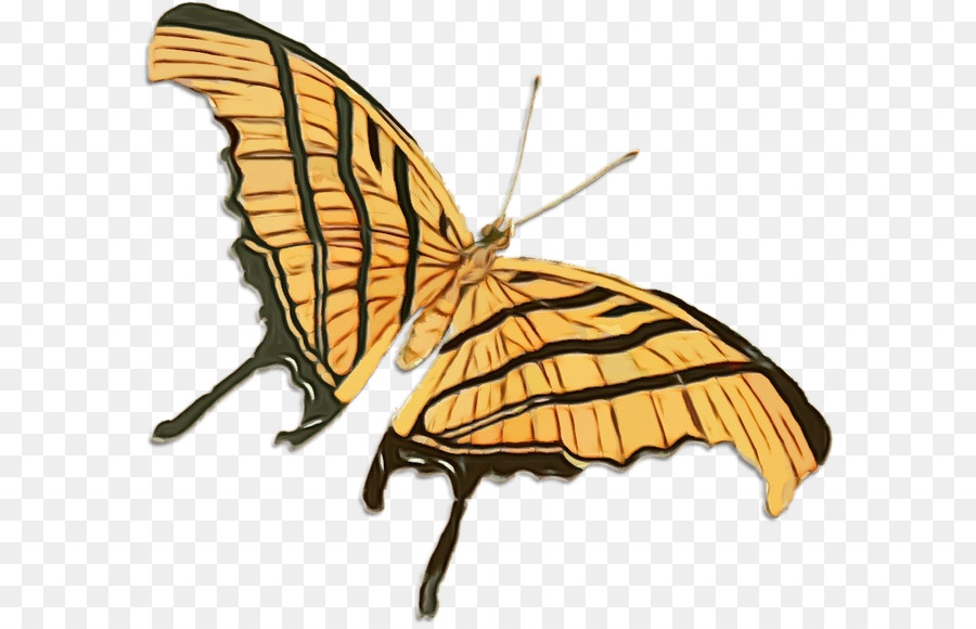 Mariposa，Dibujo PNG