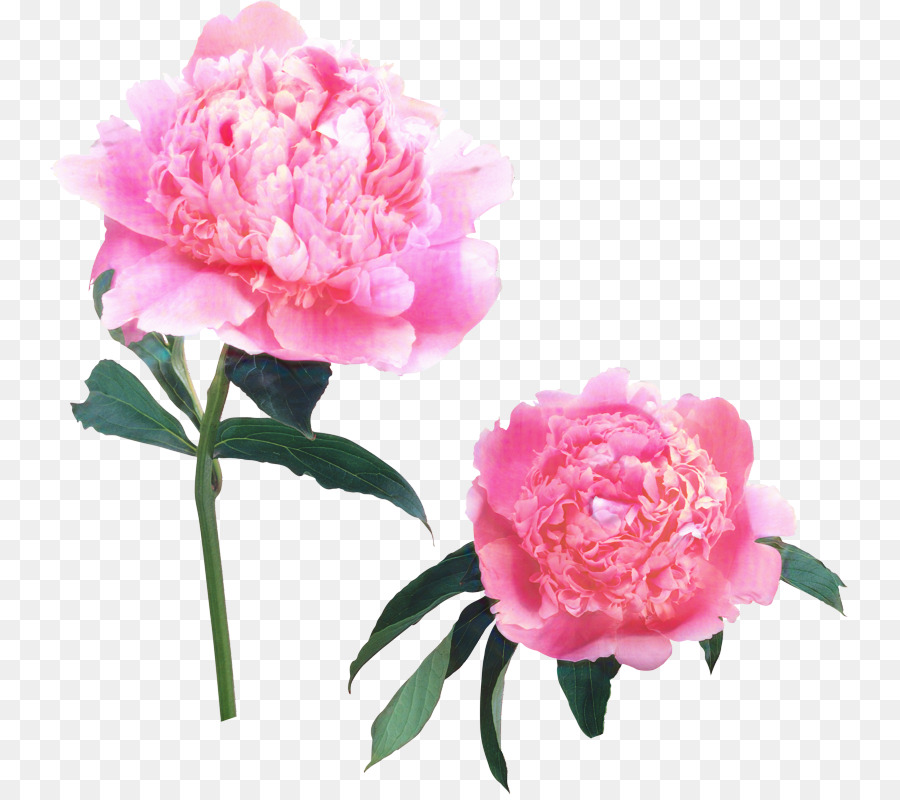 Col Rosa，Las Rosas De Jardín PNG