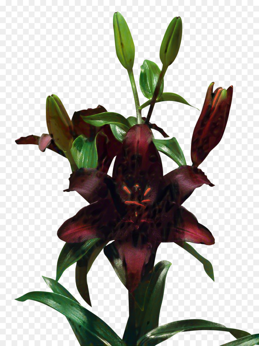 Maceta，Lily M PNG