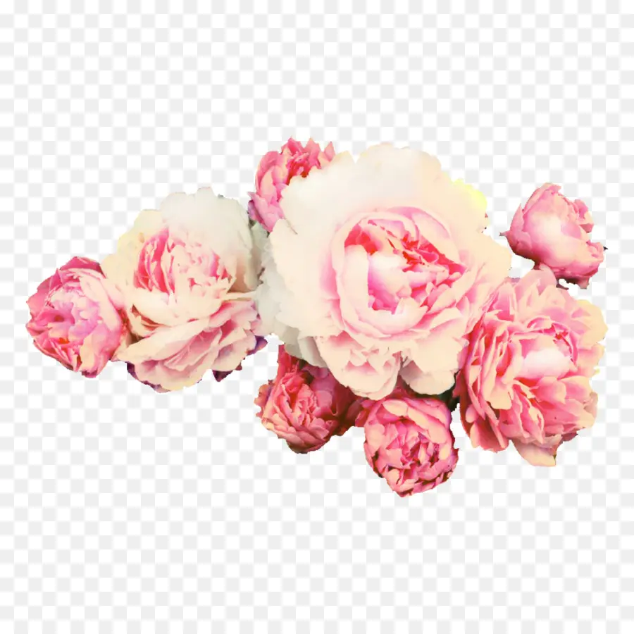 Peonía，Rosa PNG