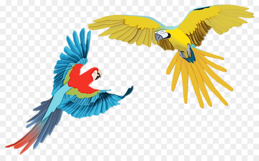 Loro，Guacamayo PNG