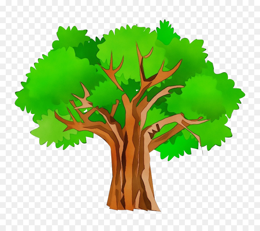 Árbol Bonsái，Árbol PNG