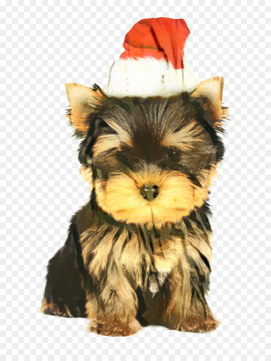 Yorkshire Terrier，Cachorro PNG