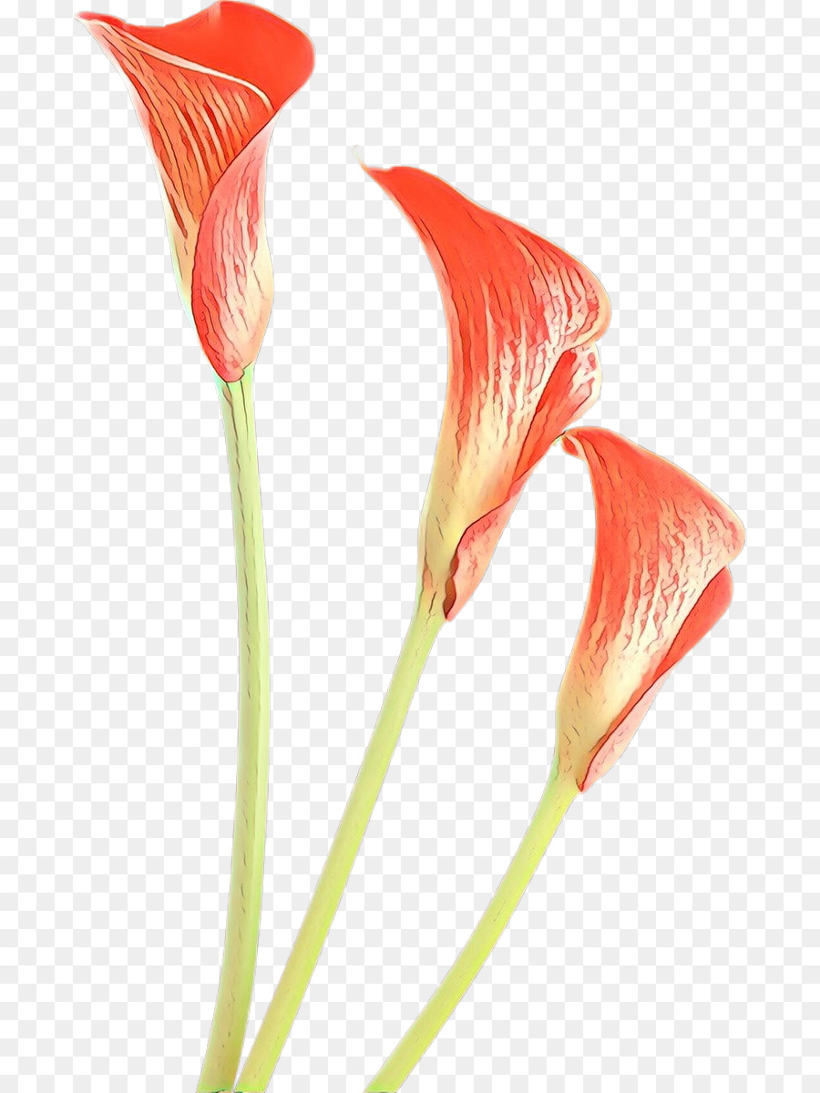 Arum Lirios，Arumlily PNG