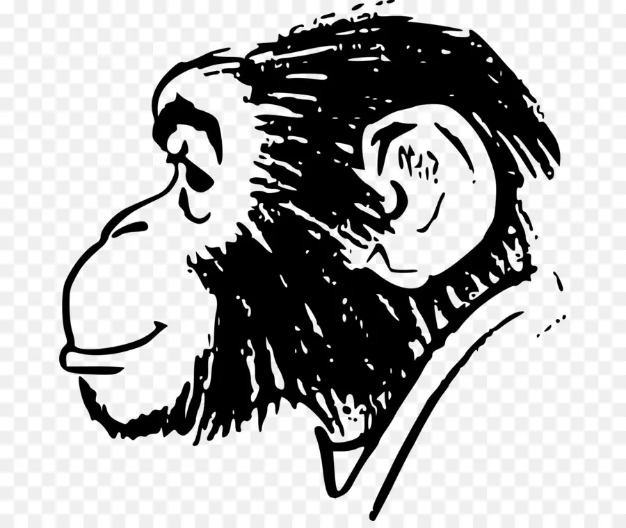 Mono，Chimpancé PNG