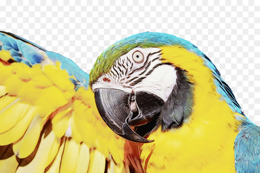 Loro，Aves PNG