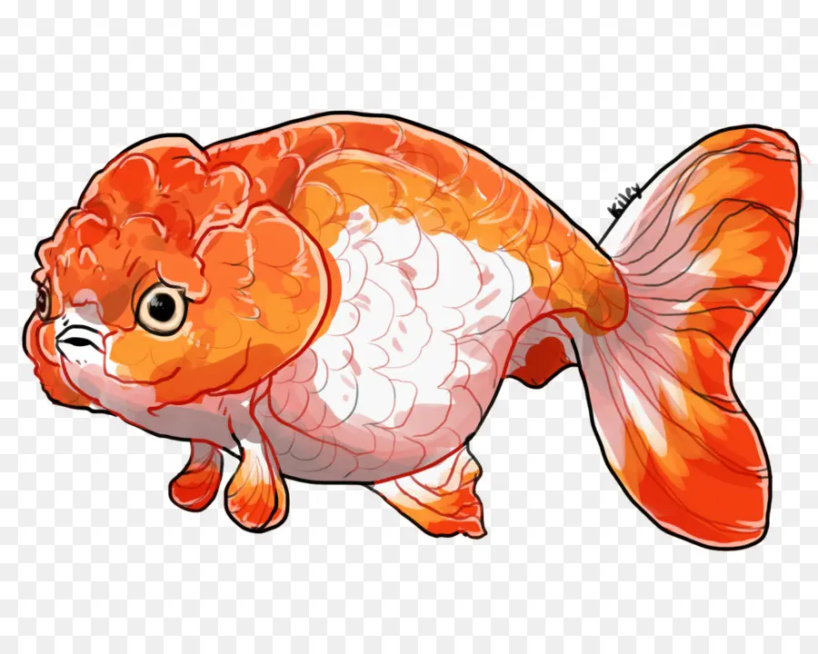 Ranchu，Lionhead PNG