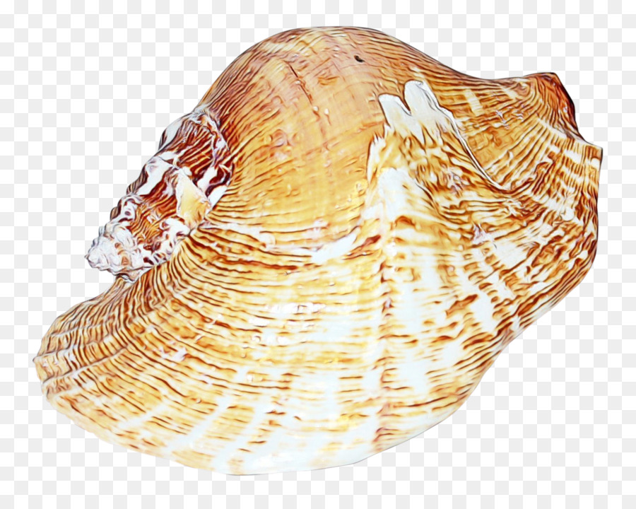 Berberecho，Conchology PNG