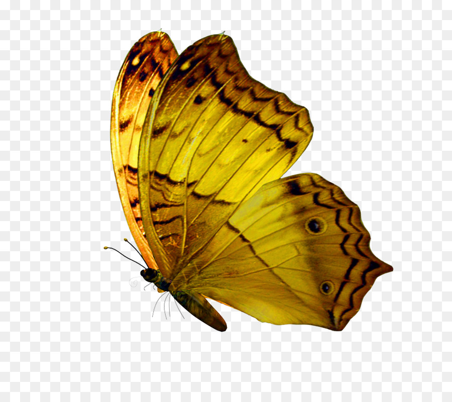 Brushfooted Mariposas，Una Fotografía De Stock PNG