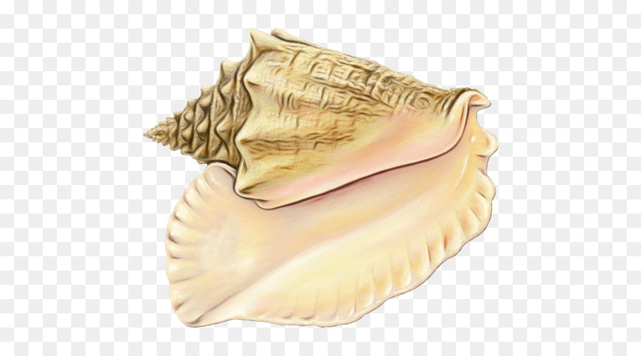 Conchology，La Concha PNG