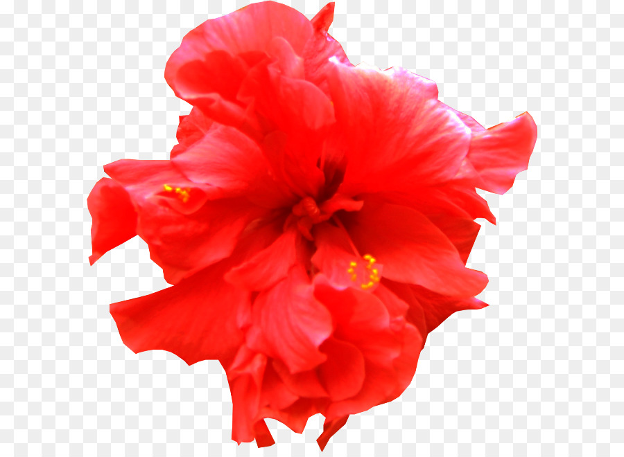 Pétalo，Flor PNG