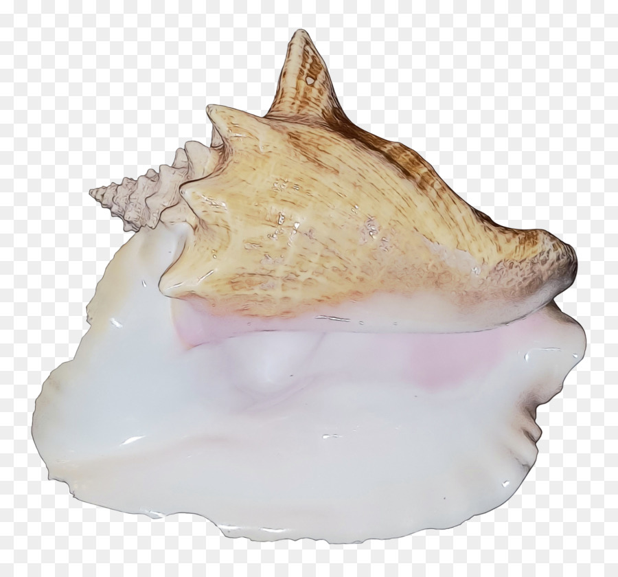 Berberecho，Conchology PNG