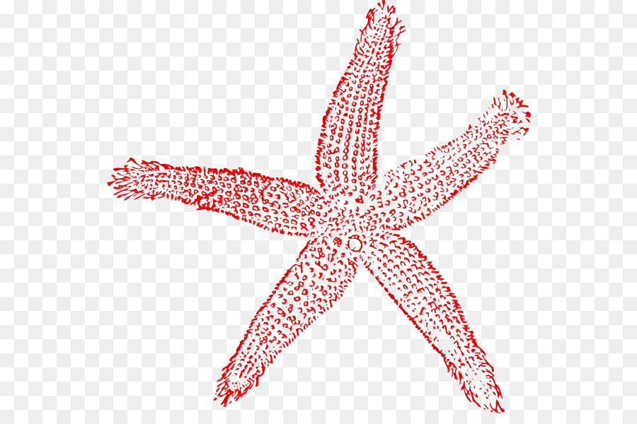 Estrella De Mar，Marina PNG