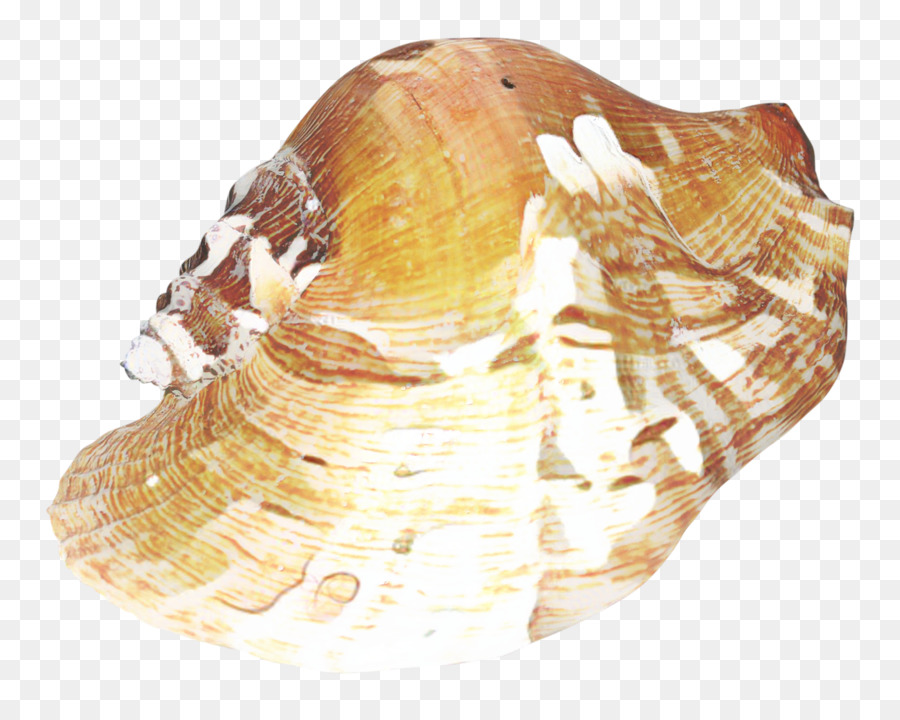 Berberecho，Conchology PNG